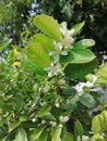 Excutive flower pic of lemon tree Royalty Free Stock Photo