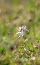 Exemplar of alpine edelweiss on its environment