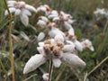 Exemplar of alpine edelweiss on its environment