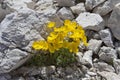 An exemplar of Pulsatilla Alpina Royalty Free Stock Photo