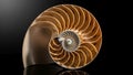 Exemplifies the Fibonacci sequence, a common pattern in natu Royalty Free Stock Photo