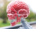Unlocking Brainpower The Crucial Role of Exercise in Brain Development, Fostering Enhanced Memory, Improved Behavior, and Sharper