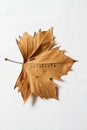 Exfoliate word printed on dead autumn leaf Royalty Free Stock Photo