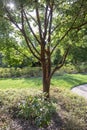 Backlit Paperbark Maple tree