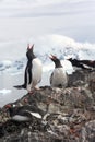 Exhaltation - ecstatic display of gentoo penguins, Royalty Free Stock Photo