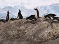 Exhaltation - ecstatic display of gentoo penguins