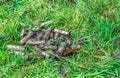 Exhaust very rusty leaking alkaline batteries improperly thrown away to green grass in city park, not recycled, poisoning nature