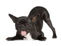 Exhausted Black French Bulldog kneeing and panting Royalty Free Stock Photo