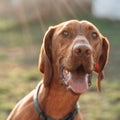 Exhausted dog resting on grass. Royalty Free Stock Photo