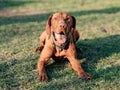 Exhausted dog resting on grass. Royalty Free Stock Photo