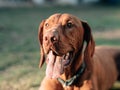 Exhausted dog resting on grass. Royalty Free Stock Photo