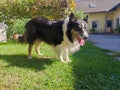 Exhausted dog sport (playing ball) is physically demanding Royalty Free Stock Photo