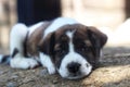 an exhausted dog waiting to be fed by its owner Royalty Free Stock Photo