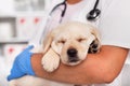 Exhausted labrador puppy dog sleeping in the arms of veterinary