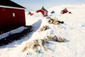 Exhausted sledge dogs in East Greenland after a long sledge dog ride