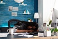 Exhausted tired workaholic black student sleeping on desk table in living room