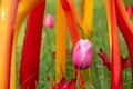 Exhibit by glass artist Dale Chihuly amongst the tulips in long grass at Kew Gardens UK. Installation is part of the `Reflections