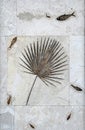 an exhibit of the paleontological museum. fossil plant and fish ancient Royalty Free Stock Photo