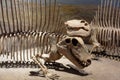 Dinosauria Skeletons