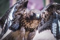 exhibition of birds of prey in a medieval fair, detail of beautiful imperial eagle in Spain