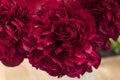 Exhibition of crimson bouquets of peonies