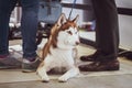 Exhibition of dogs, Brown siberian husky