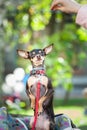 Exhibition of dogs, Very cute Russian Toy Terrier,