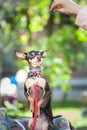 Exhibition of dogs, Very cute Russian Toy Terrier