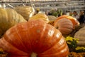 Exhibition of pumpkins of various shapes, colors and sizes. Royalty Free Stock Photo