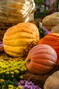 Exhibition of pumpkins of various shapes, colors and sizes. Royalty Free Stock Photo