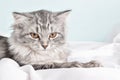 Grey striped cat. World Pet Day. copy space Royalty Free Stock Photo