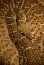 Exhibition of poisonous snakes, september 8 Royalty Free Stock Photo