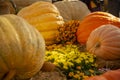 Exhibition of pumpkins of various shapes, colors and sizes. Royalty Free Stock Photo