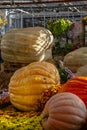 Exhibition of pumpkins of various shapes, colors and sizes. Royalty Free Stock Photo