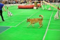 Exhibitors showing their pets during International Dog Show