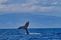 Humpback whale waving its fluke at whale watchers at sunset near Lahaina on Maui. Royalty Free Stock Photo