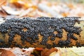 Exidia glandulosa jelly fungus