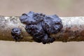 Exidia nigricans Witches` butter is a jelly fungus in the family Auriculariaceae. Exidia fungi Witches butter is jelly fungus