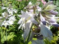 Hosta, flowering hosts, nature, garden