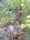 The very largest tree in India