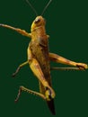 yellow grasshopper hit by water