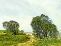 Exit from the bush to the sea. Trees on both sides of the walkway to the beach. Picture from a photo