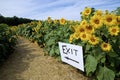 Exit sign on the footpath of the sunflower farm