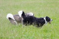 Exited running Dogs in the fields