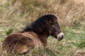 Exmoor Pony liegt Wiese Royalty Free Stock Photo