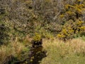 Exmoor landscape detail, with stream, in April.