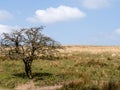 Exmoor landscape, generic view with tree. April.