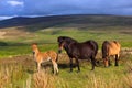 Exmoor Ponies Royalty Free Stock Photo