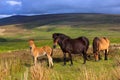 Exmoor Ponies