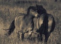 Exmoor ponies in a grass field meadow